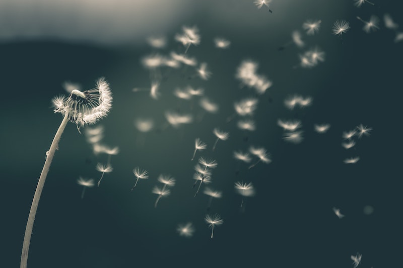 Dandelion blowing in the wind