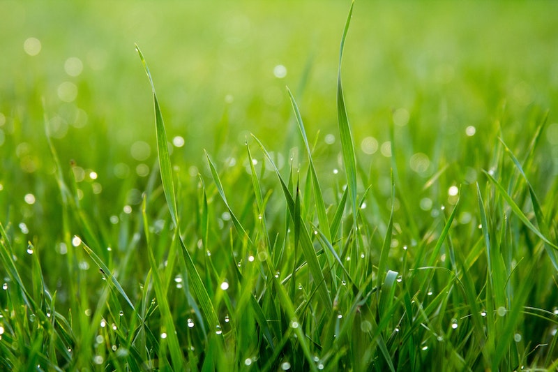 Blades of green grass with morning dew.